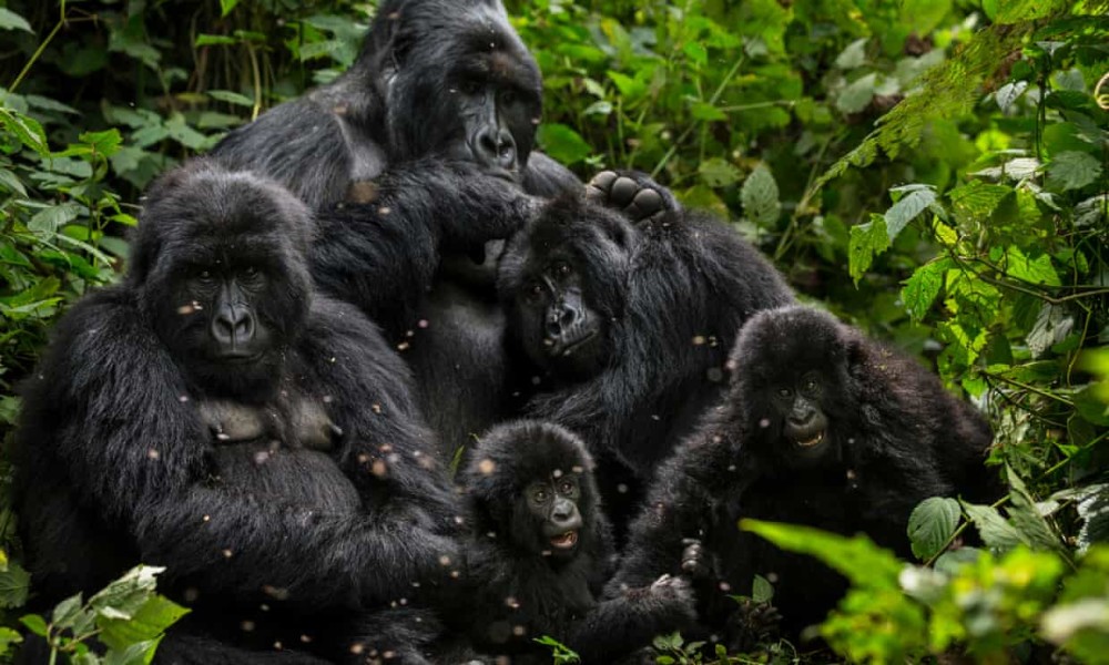 科学家警告 新冠肺炎大流行可能导致黑猩猩灭绝 天天要闻