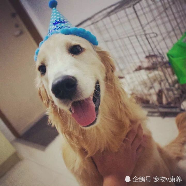 你給狗狗過生日嗎 來看看這些狗主人怎麼給狗狗慶祝生日 天天要聞