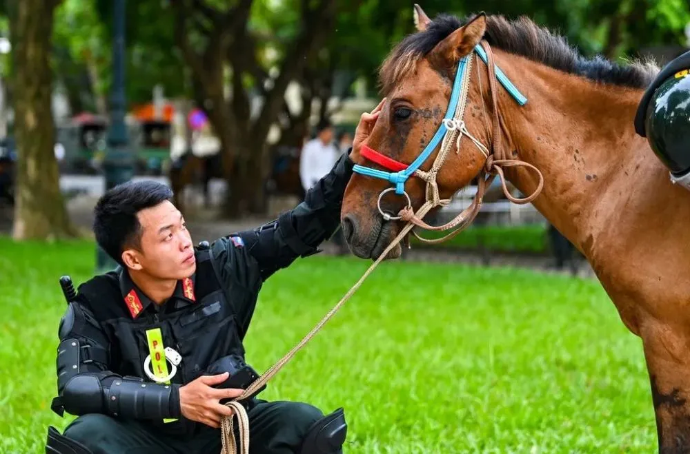 Vietnam’s first cavalry police regiment was formed, all of which used imported Mongolian horses, and were regarded as the most handsome police in the country