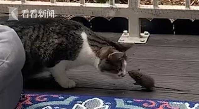 Wonderful Scene The Cat And The Mouse Met Nose To Nose Like Kissing Master They Want To Make Friends Daydaynews