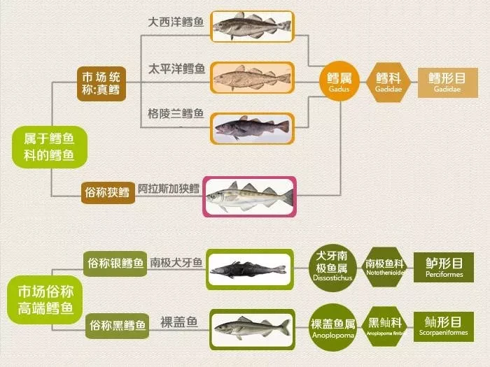 How to distinguish true and false cod? Eating a mistake will kill the baby! An article teaches you how to pick cod
