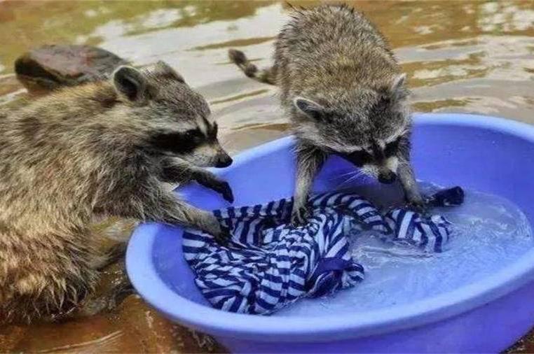 Why do raccoons wash things frequently? Love clean? Just to make sure if  you can eat it | DayDayNews