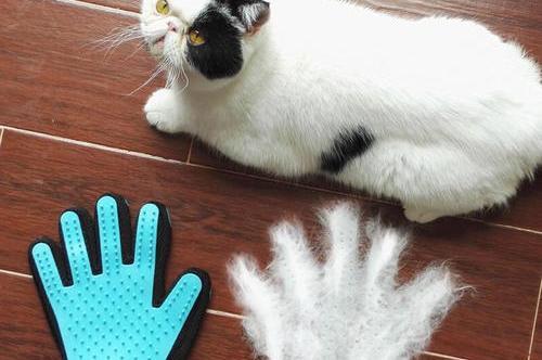 What is the hazard of cat hair to people? How to deal with cat hair, come  to understand | DayDayNews